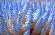 Coral-GBR_0.jpg