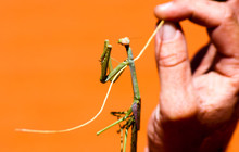 DSC00098_0.jpg
