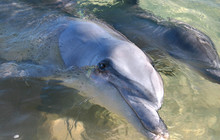 Dolphins-at-Monkey-Mia,-Shark-Bay,-Monkey-Mia,-Tourism-WA,-107115.jpg