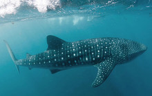 Exmouth---Whale-Shark-(2).jpg