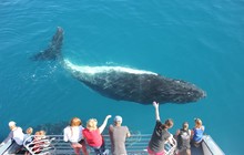Freedom-Whale-Watch.jpg