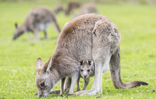 Grampians Wildlife Rob Blackburn Photography 149380-56.jpg