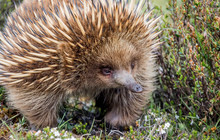 Great-Ocean-Road-Echidna-VV-Darren-Donlen-149111-56.jpg