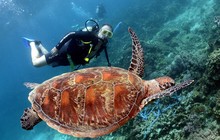 How_to_scuba_facts_How_to_scuba_dive_Resort_Diving_webpic8.jpg