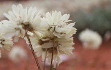 IMG_8652.jpg