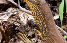 Kakadu Tour Pics (14 of 110).jpg
