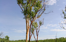 Kakadu Tour Pics (5 of 110).jpg