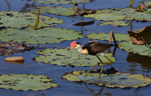 Kakadu Tour Pics (51 of 110).jpg