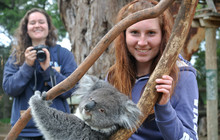 Koala.jpg