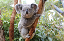 Koala_AH2Q1878_edbook_0.jpg