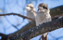 Kookaburras-Darren-Donlen-149095-56.jpg