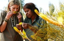 Learning_about_traditional_medicinal_plants_on_a_guided_tour_at_Uluru.jpeg