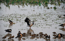 Mamukala-Wetlands-Kakadu-NP-9_Yi-Wen-Tan.jpg