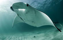 Manta-ray-(Manta-birostris),-in-Ningaloo-Marine-Park,-Coral-Bay,-Tourism-WA-112160-56.jpg