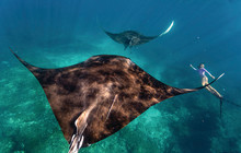 Manta-rays-(Manta-birostris),-in-Ningaloo-Marine-Park.,-Coral-Bay,-Tourism-WA,-112346-56.jpg