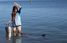 Monkey-Mia-Dolphin-Feeding,-Shark-Bay-2.jpg