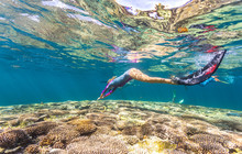 Ningaloo-Reef,-Snorkelling-Coral-Bay,-Tourism-A112805.jpg