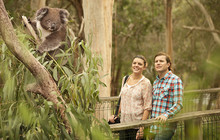 Phillip-Island-Koala-Conservation-VV-Robert-Blackburn-130326-56.jpg