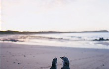 Phillip-Island-Penguins---Nature-Park,-Cowes-vv105921-56.jpg