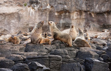 Phillip-Island-Penguins---Nobbies-Seal-Rocks-2.jpg