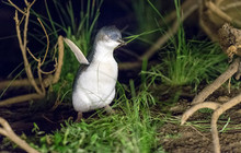 Phillip-Island-Penguins---Penguin-Excitement.jpg
