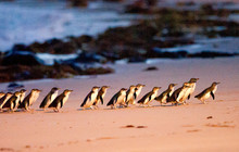 Phillip-Island-Penguins---Penguin-Parade-Beach-Arrival.jpg