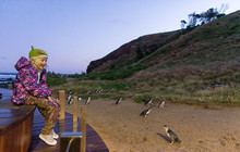 Phillip-Island-Penguins---Penguin-Viewing-Areas.jpg