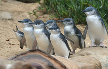 Phillip-Island-Penguins---Penguin-family.jpg