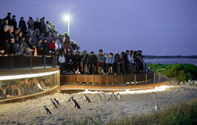 Phillip-Island-Penguins---Penguins-Plus-Viewing-Upgrade.jpg