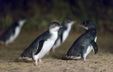 Phillip-Island-Penguins---Penguins.jpg