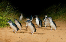 Phillip-Island-Penguins---Penguins1.jpg