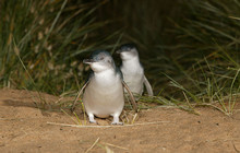 Phillip-Island-Penguins---Penguins2.jpg