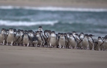 Phillip-Island-Penguins---Phillip-Island-Beach-Arrival.jpg