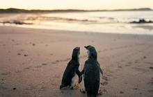 Phillip-Island-Penguins---Phillip-Island-Nature-Park,-Phillip-Island,-Cowes-vv105921-56.jpg