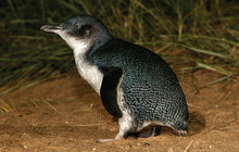 Phillip-Island-Penguins---Phillip-Island-Nature-Parks-vv132939-56.jpg