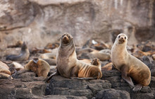 Phillip-Island-Penguins---Seals.jpg