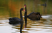 Phillip-Island-Penguins---Swan-lake-birds.jpg