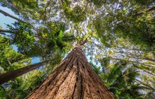 Rainforest-copy-1200x900.jpeg