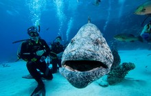 SOF-COD-HOLE1.jpg