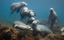 Sea-lion-family (1)_0.jpg