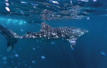 Swimming-with-whale-shark,-Ningall-Reef,-Tourism-WA-113633-56.jpg