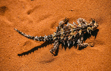 Thorny-devil,-Francois-Peron-National-Park,-Denham,-Tourism-WA,-111338.jpg