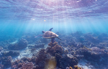 Turquoise-Bay,-Ningaloo-Reef,-Tourism-WA,-112997.jpg