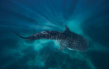 Whale-shark-(Rhincodon-typus)-Ningaloo-Reef-Exmouth-Tourism-WA-112158-56.jpg