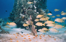 Whitsundays92_16.jpg