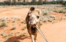 _adventuretours_14487373_1775765526015667_7547801034354065408_n.jpg