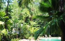 adventureandcoconut.tree_82328848_589072628308095_3187411311970855570_n.jpg