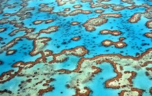 art-reefauthority-620x349_0.jpg