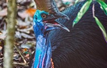 capetribhorserides_78793169_483867698908558_3853530563909401287_n.jpg
