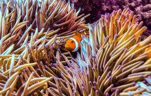 cocktail_diver_42550095_2283879571641448_4534922393620243913_n.jpg